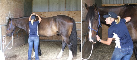 Magic, a 5 year old Clydesdale receiving some Bowen