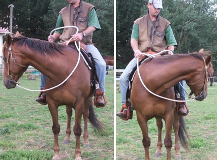 Indy had a stiff neck.  After the bowen her flexion had increased dramatically and she was moving out a lot freer.