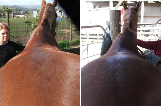 Bowen Therapy for Horses