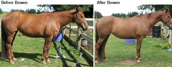 Bowen Treatment for Horses