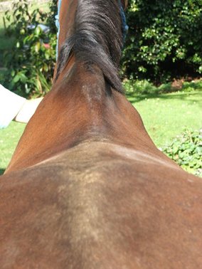 Equine Bowen Therapy