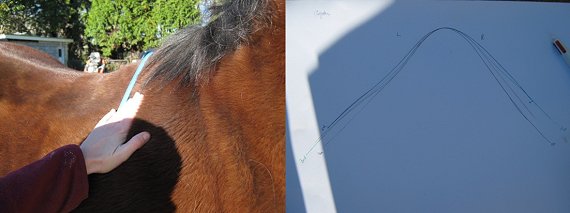 Equine Bowen Therapy